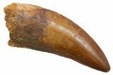 Serrated, Carcharodontosaurus Tooth - Real Dinosaur Tooth #351657-1